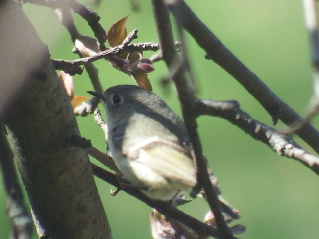 itty-bitty Nuthatch or Towhee? Mimico, Toronto, ON