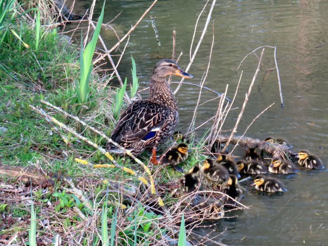 A duck family has 15 ducklings Richmond, BC