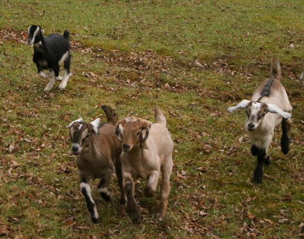 Goat Races Starrucca, PA, United States