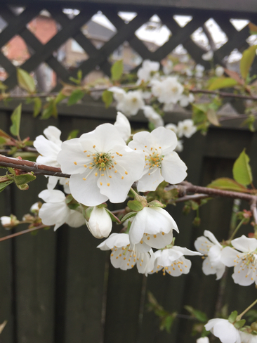 Cherry blossoms Brampton, Ontario, CA