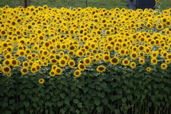 Sunflowers 3714 Baseline Rd, Ottawa, ON K1Z, Canada