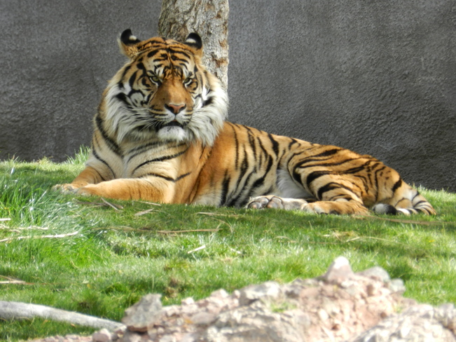 Here,Tiger,Tiger. Orlando, Florida, United States