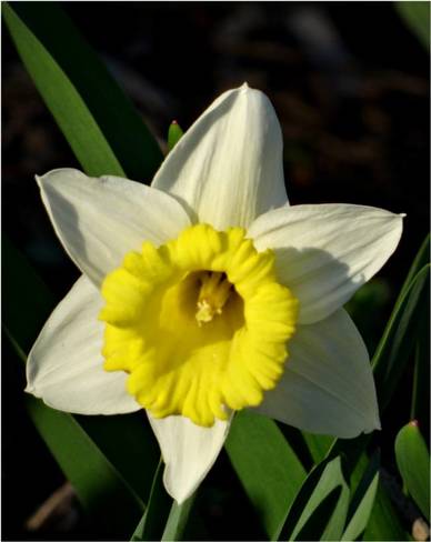 A Daffodil Nepean, Ottawa, ON