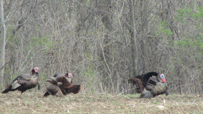 Wild Turkey in Ontario Jacksons Point, Georgina, ON