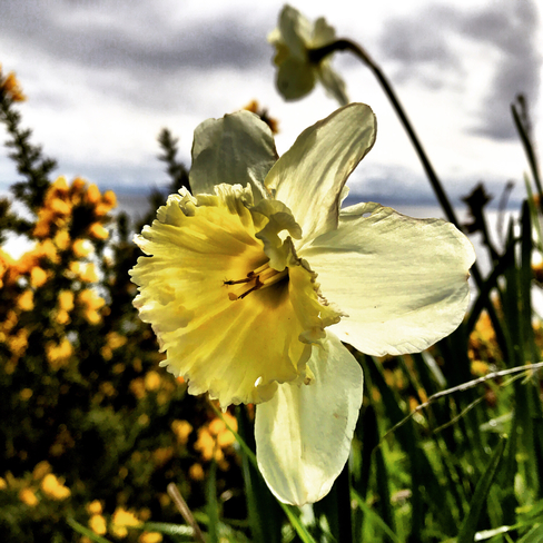 Daffodil on the cliffs of Beacon Hill Park, Victoria BC Victoria, British Columbia, CA