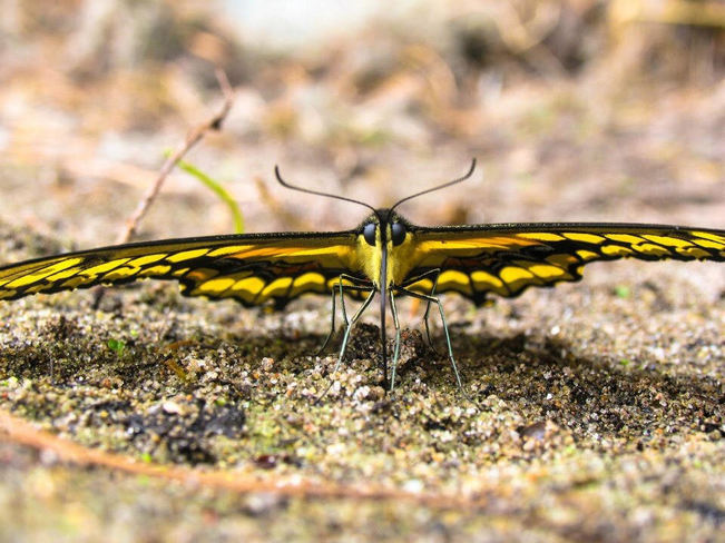 Giant Swallowtail Butterfly Roseneath, ON