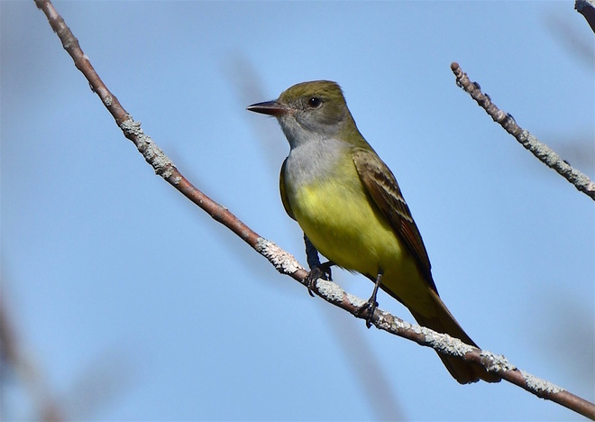 Great Crested Flycatcher Traverse Ln, Milford, ON K0K 2P0, Canada