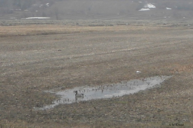 Un canard dans l'eau de pluie dans le champ Saint-Pierre-de-la-Rivière-du-Sud, QC