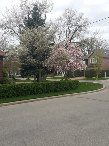 Spring is almost here! North York, ON