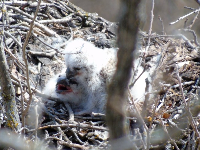Baby Owls Pembina Valley Provincial Park, MB