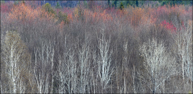 Birches, Elliot Lake. Elliot Lake, ON