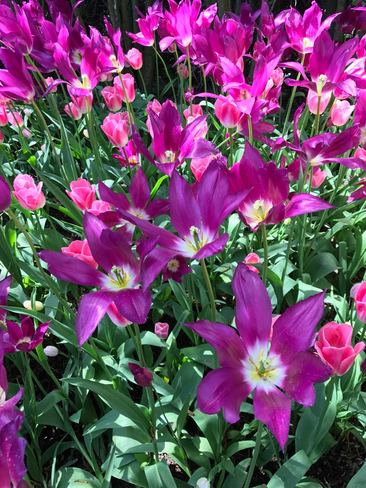 Beautiful Tulip Festival #FlowersForMom Roozengaarde, Beaver Marsh Road, Mount Vernon, WA, United States
