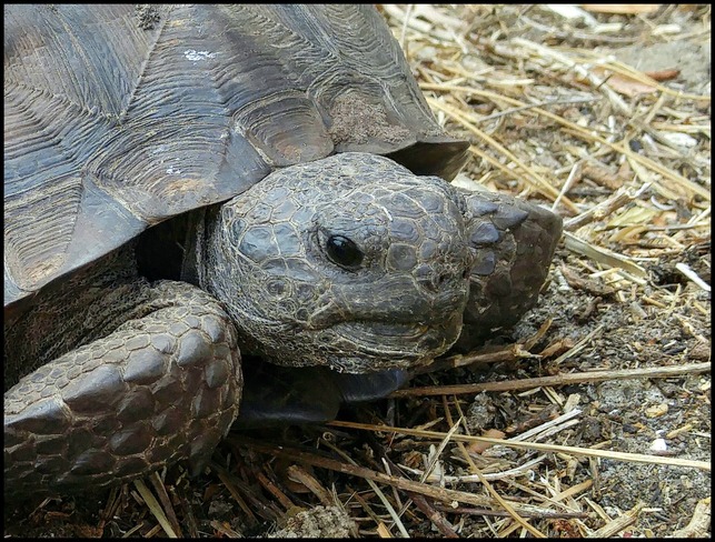 Tortoise Palm Bay, FL, United States