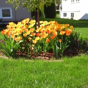 joli bouquet de tulipes