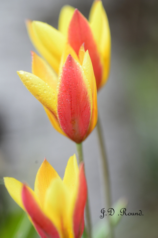 Species Tulips. Brooks, AB
