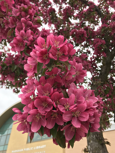 Apple blossoms Markham, Ontario, CA
