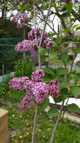 French lilacs Selkirk, ON