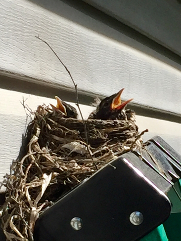 Baby robins Lunenburg, Ontario, CA