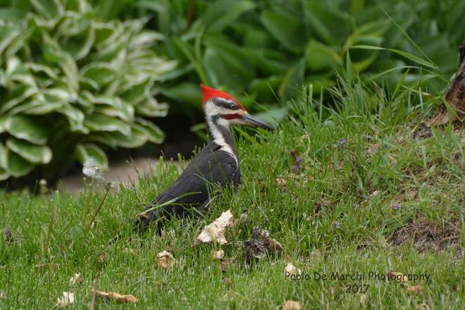 piliated woodpecker Cornwall, ON