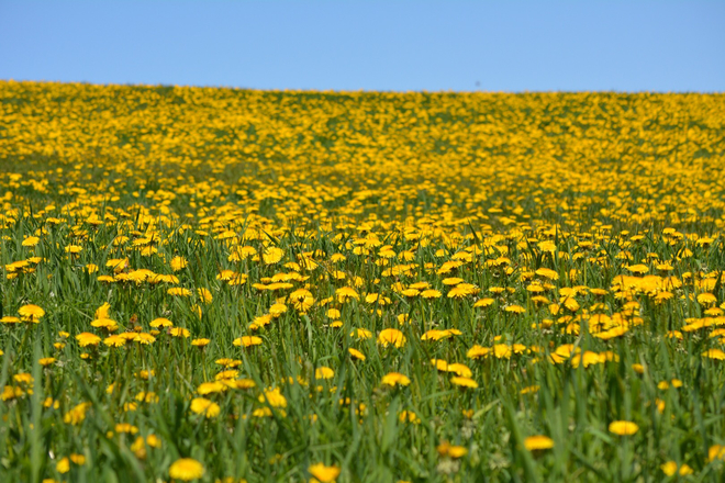 Field of dandelions Sawyerville, Quebec, CA