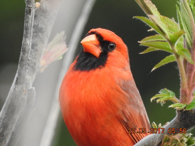Cardinal Watching in Cobourg Cobourg, ON