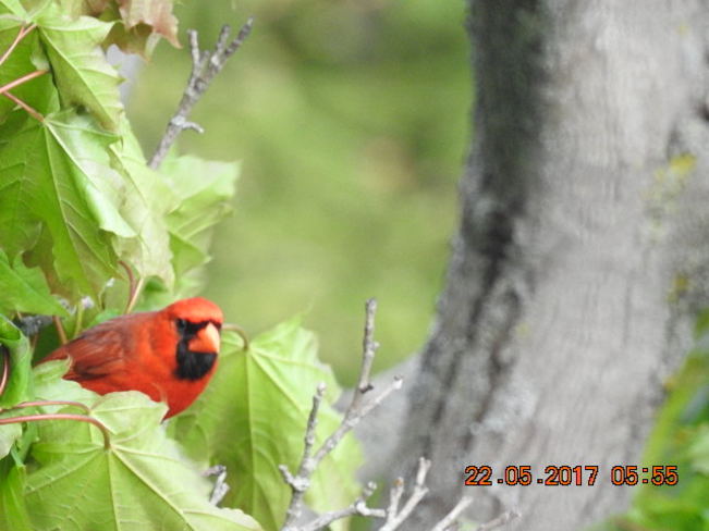 Cardinal Watching in Cobourg Cobourg, ON