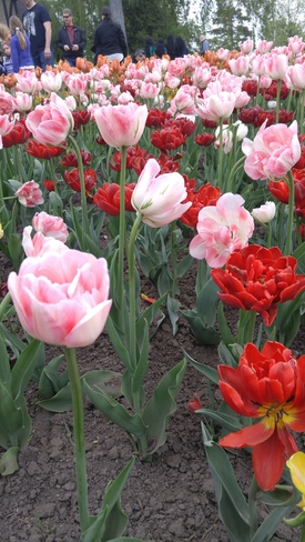 Tulips in Ottawa Ottawa, ON