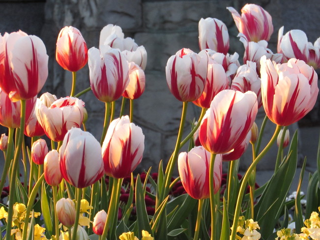 Canada Day 150 Year Tulips Victoria B.C.