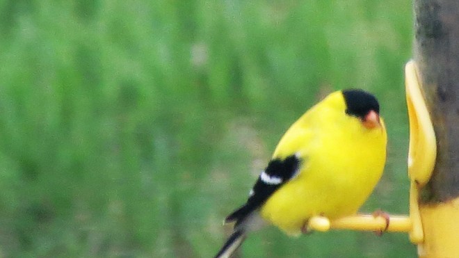 Goldfinch at the feeder Hope Town, QC