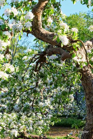 "When It's Apple Blossom Time in Annapolis Valley" 4669 NS-221, Berwick, NS B0P 1E0, Canada