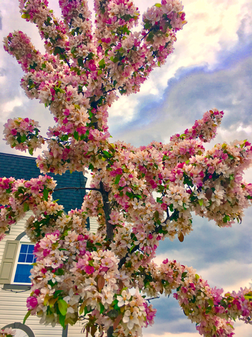 Cherry blossoms Nepean, Ontario, CA