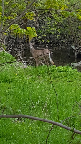 Scarborough Deer Bendale, ON