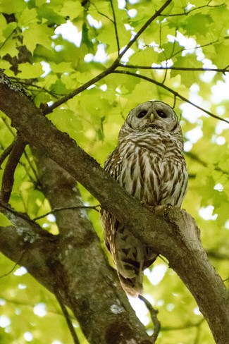 Barred Owl Gatineau, QC