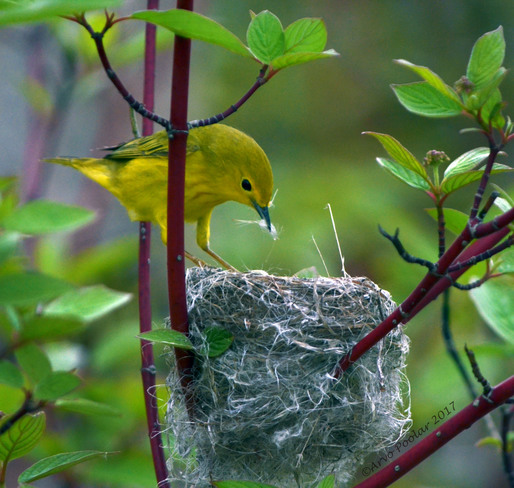 Yellow warbler nest building 1 Leslie St, Toronto, ON M4M 3M2, Canada