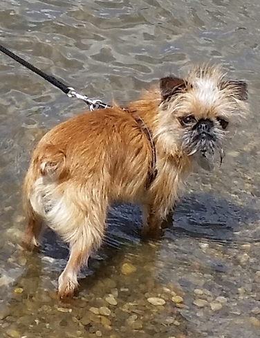Milo first time in the river.looks realty grumpy. but be he was having a blast Red Deer, AB