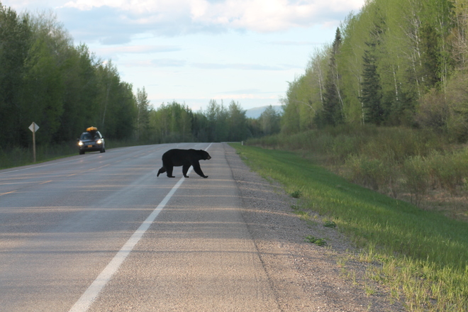 Black Bear Crossing - Alaska Highway Fort Nelson, BC