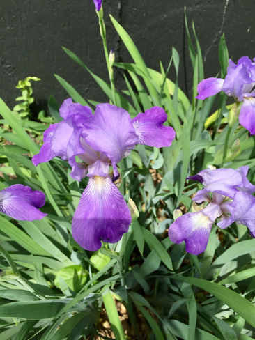 Sproating Iris! St. Catharines, Ontario, CA