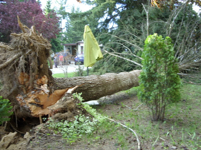 The wind began to howl. This tree fell out side our bedroom. Salmon Arm BC