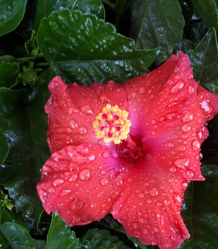 Beauty in the rain Oakville, ON
