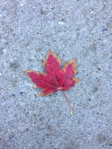Autumn Waterloo, Ontario, CA