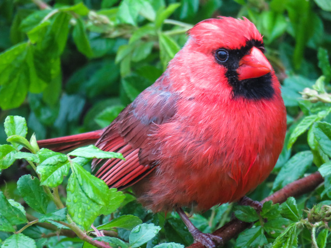 Wet Cardinal Mississauga, ON