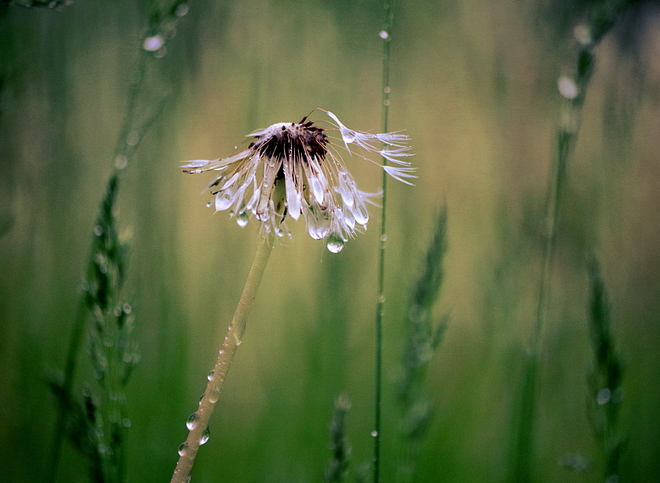 Rain on dandelions Goderich, ON