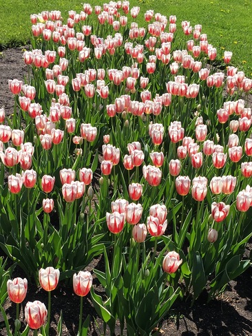 Canada 150 Tulips Winnipeg, MB
