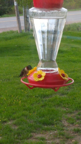 hummingbird Eganville, ON
