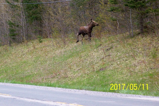 Moose along the road County Rd 48, Kirkfield, Ont