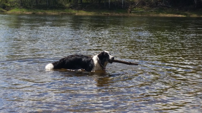 Lilli swimming in the Tobique in the in the sun. Plaster Rock, NB