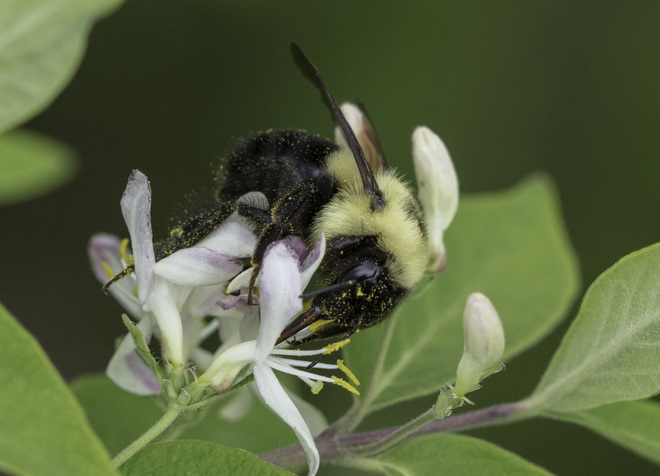 Bumblebee Sydenham, ON