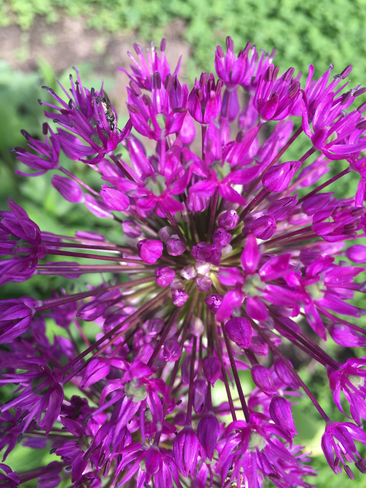 Purple flower Munster, Ontario, CA