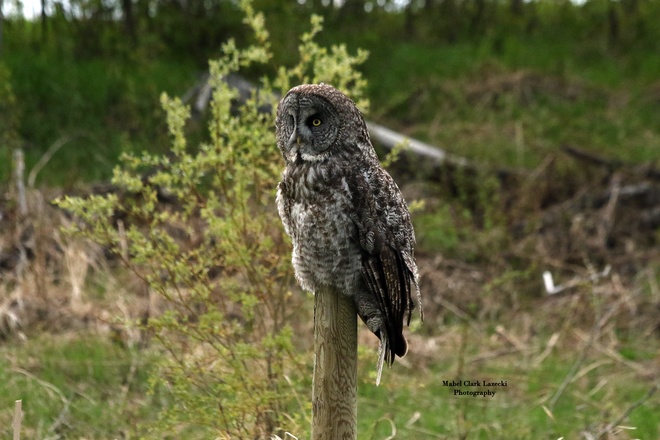 Great Grey Owl Lintlaw, SK
