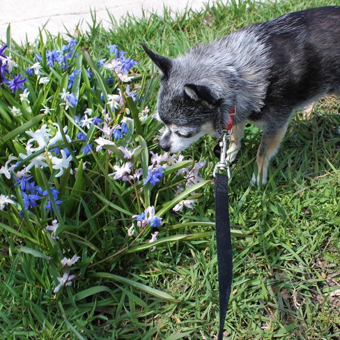 Melvin stopping to smell the flowers along the way Ajax, ON